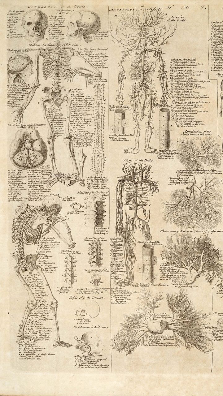 Detail Anatomy Wallpaper Nomer 19