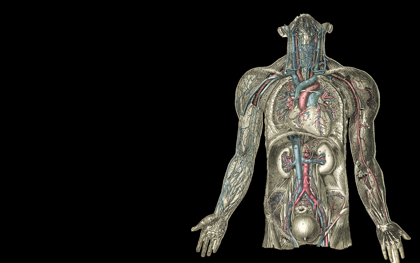 Detail Anatomy Wallpaper Nomer 25