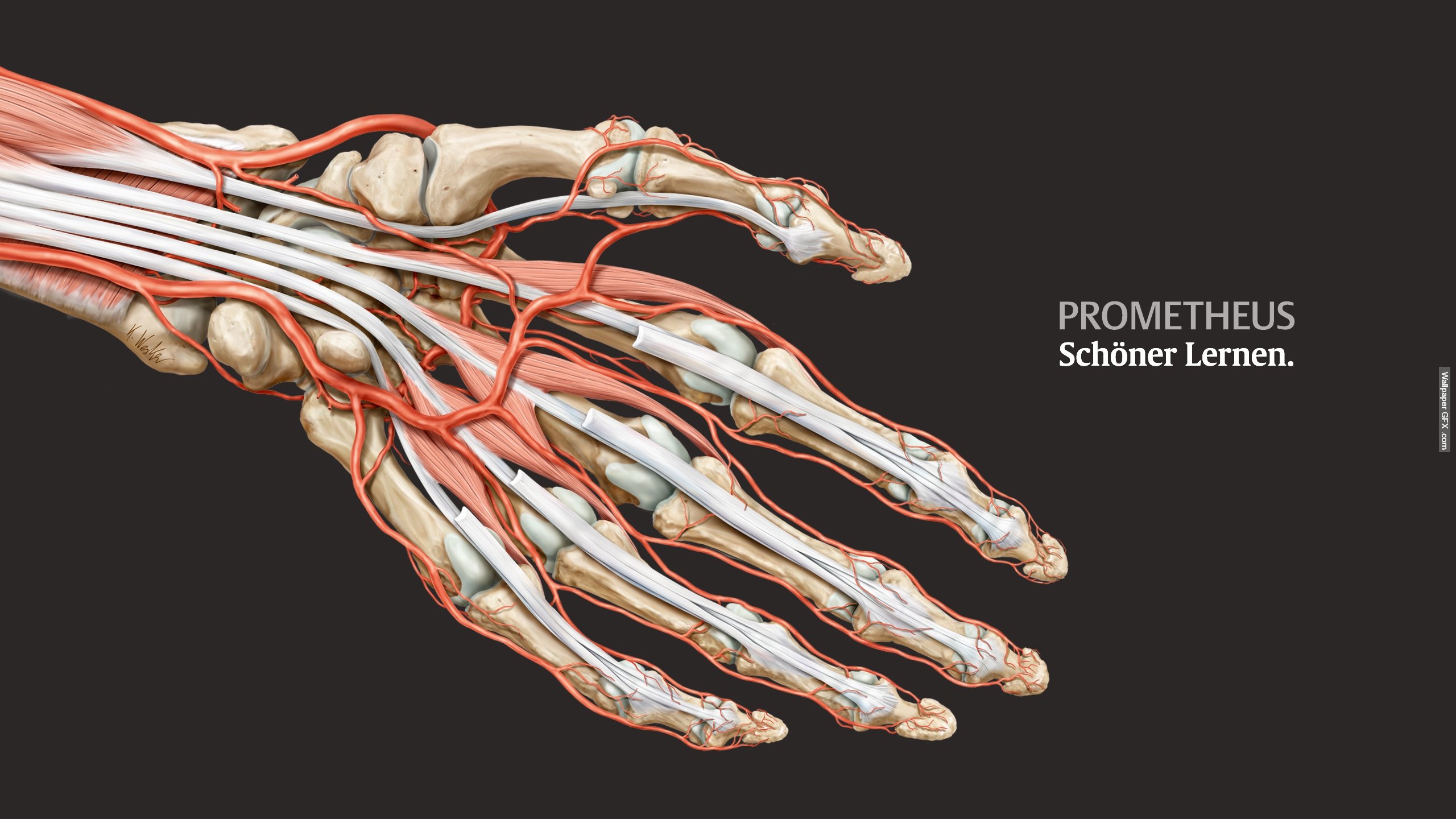 Detail Anatomy Wallpaper Nomer 42