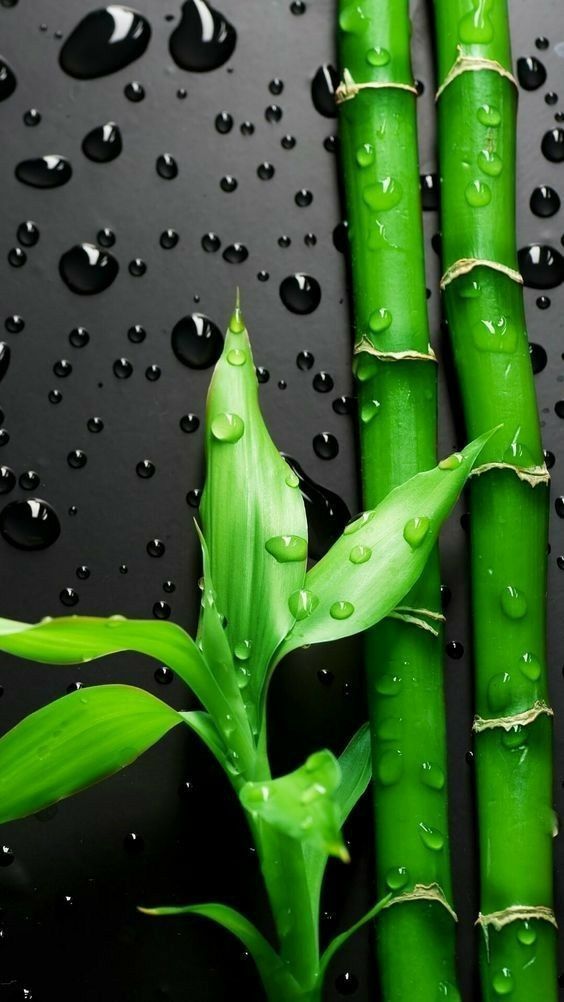 Detail Android Wallpaper Hd Nomer 56
