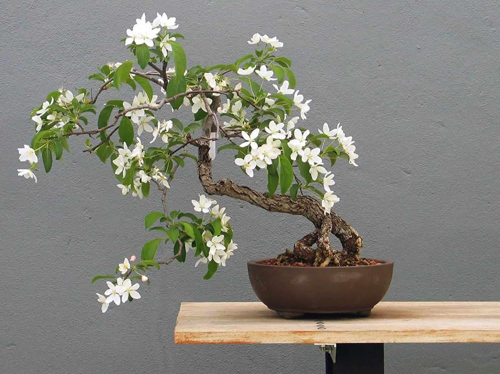 Detail Aneka Bonsai Cantik Nomer 18