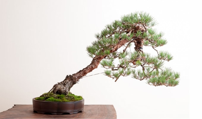 Detail Aneka Bonsai Cantik Nomer 25