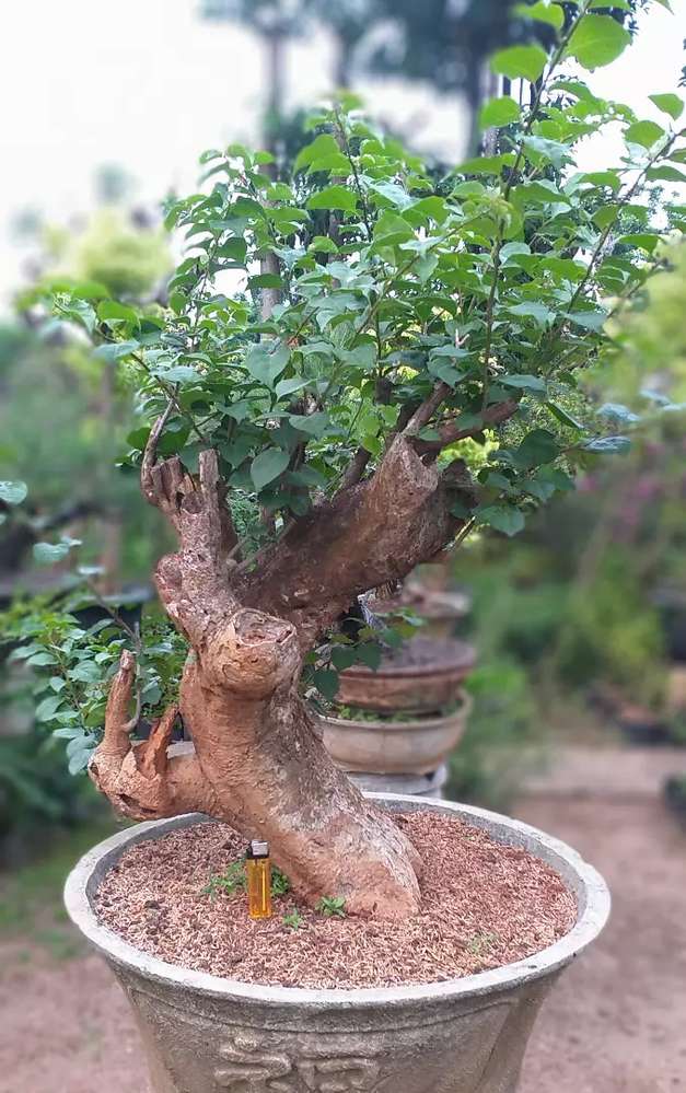 Detail Aneka Bonsai Cantik Nomer 39