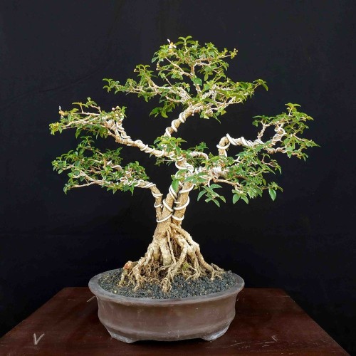 Detail Aneka Bonsai Cantik Nomer 44