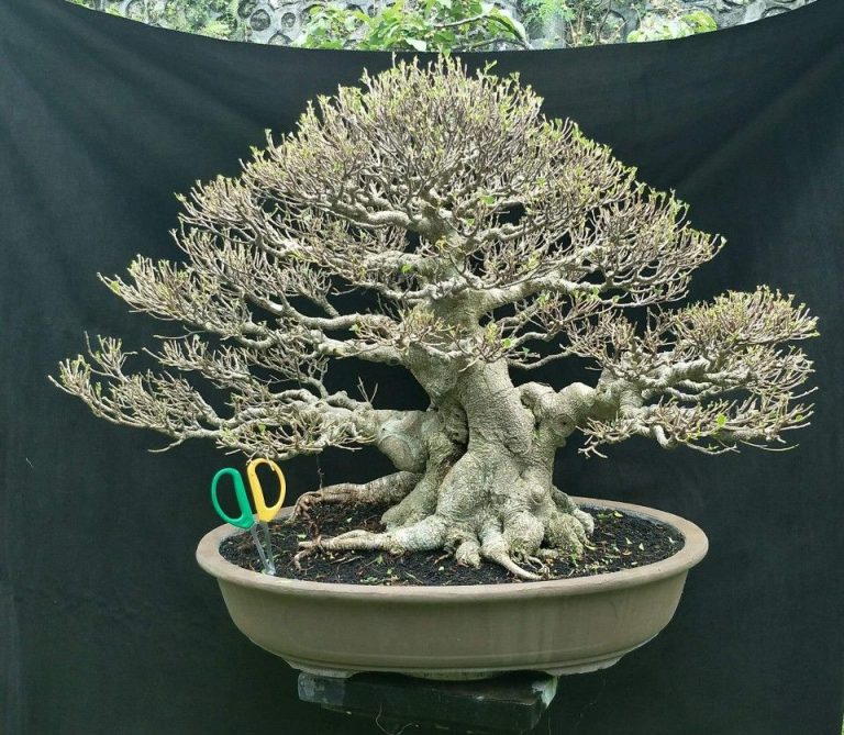 Detail Aneka Bonsai Cantik Nomer 50