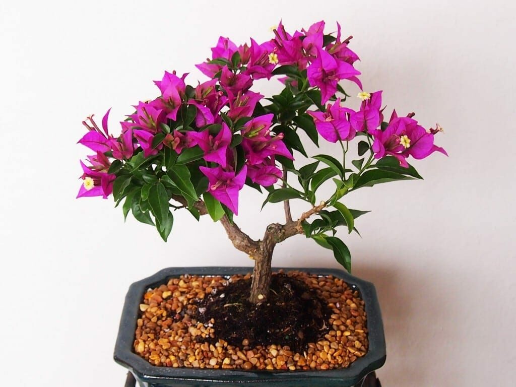 Download Aneka Bonsai Cantik Nomer 53