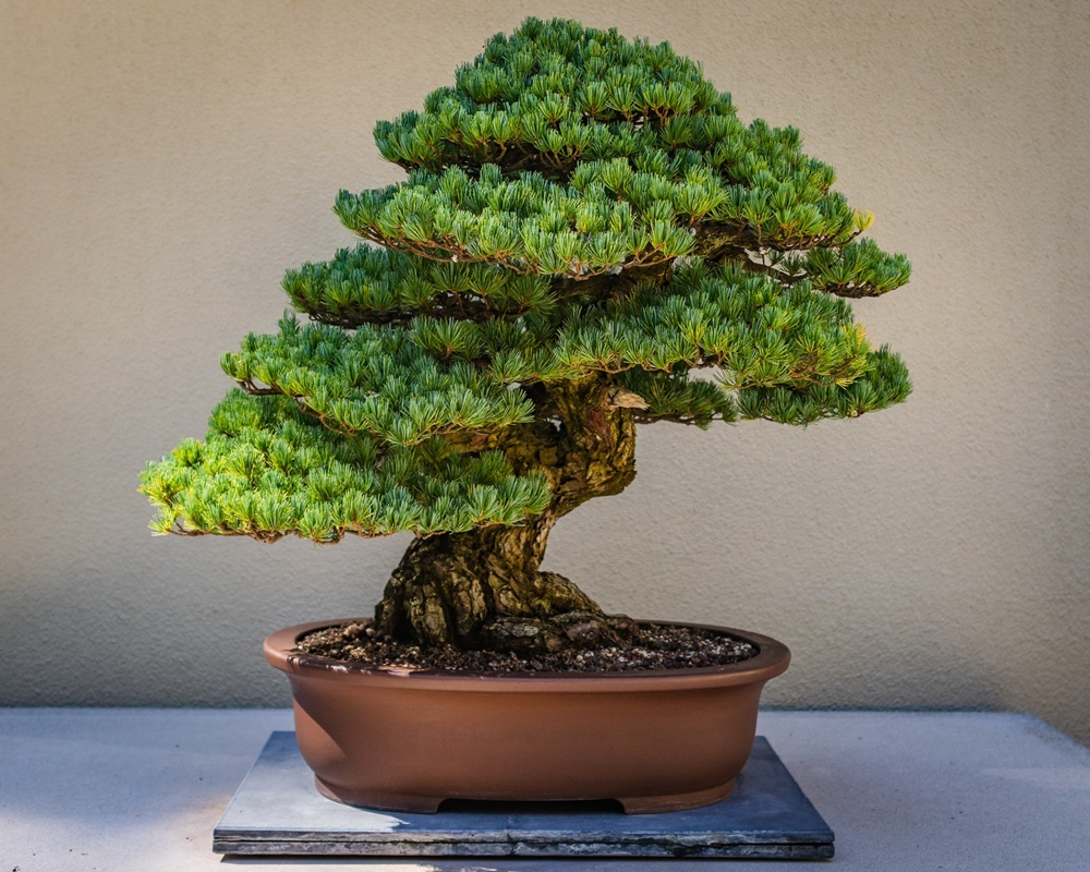 Detail Aneka Bonsai Cantik Nomer 9