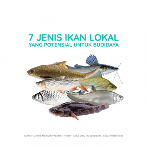 Detail Aneka Gambar Ikan Betutu Nomer 19