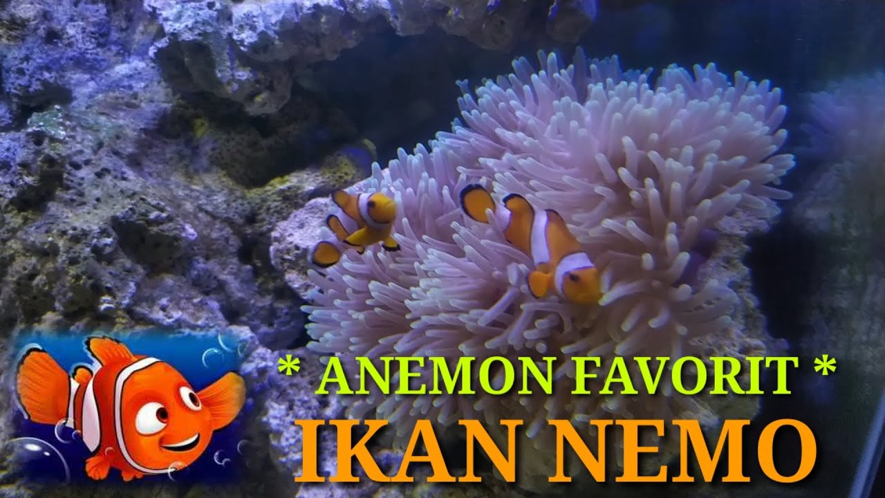 Detail Anemon Dan Ikan Badut Nomer 45