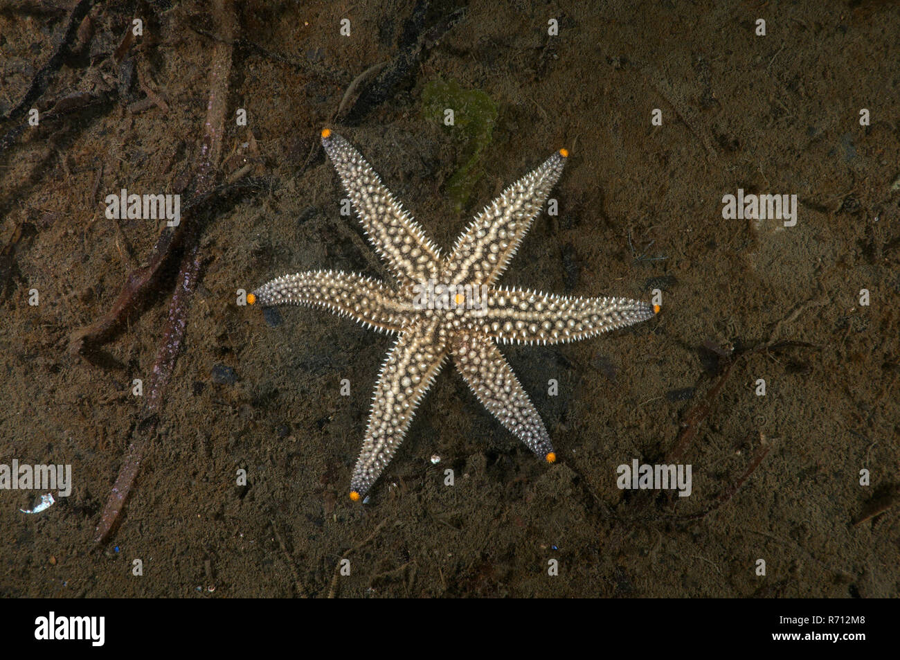 Detail Angel Scale Starfish Location Nomer 25