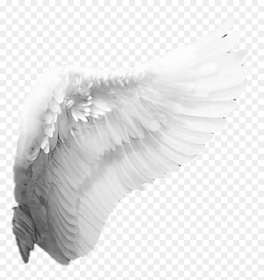 Detail Angel Transparent Background Nomer 42