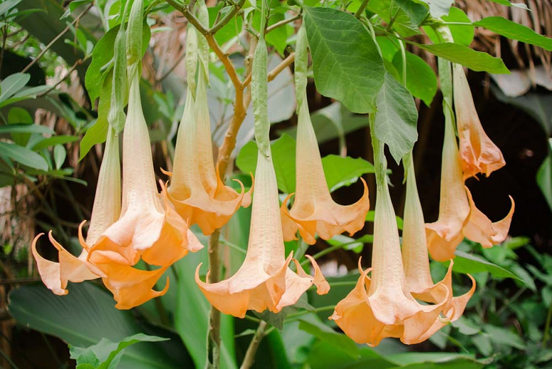 Detail Angel Trumpet Flowers Photos Nomer 30