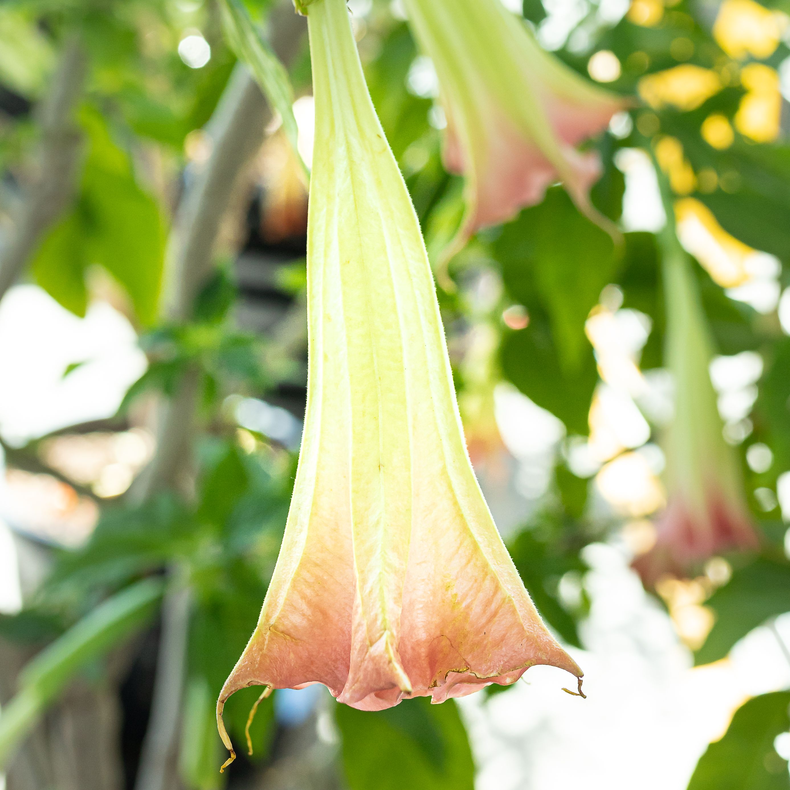 Detail Angel Trumpet Flowers Photos Nomer 39