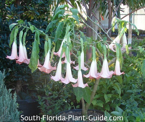 Detail Angel Trumpet Flowers Photos Nomer 45