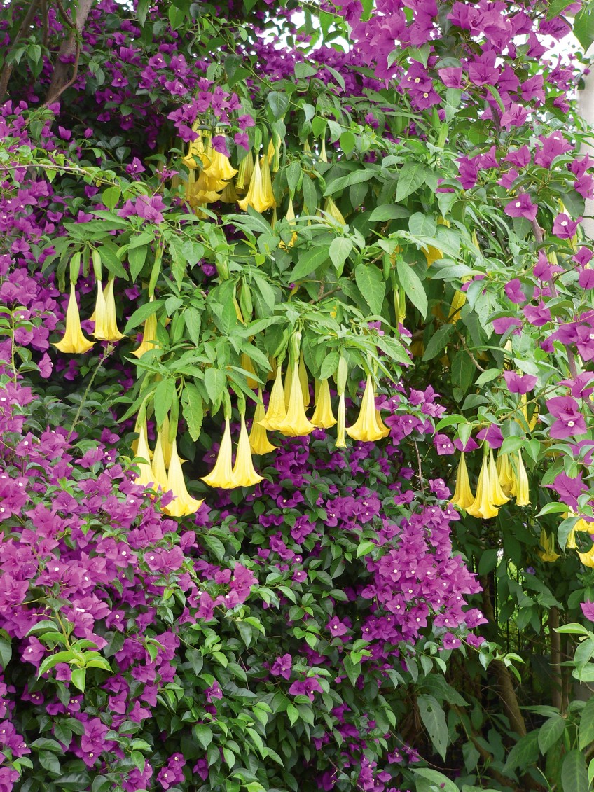 Detail Angel Trumpet Flowers Photos Nomer 46