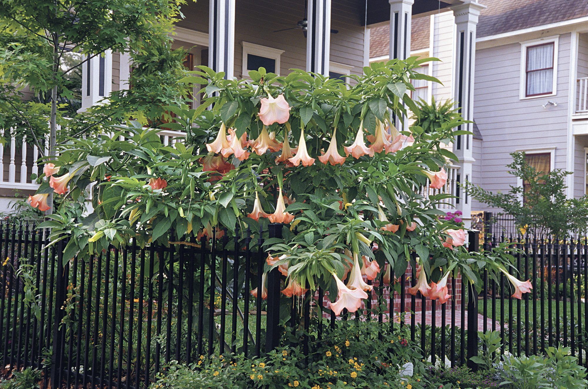 Detail Angel Trumpet Flowers Photos Nomer 48