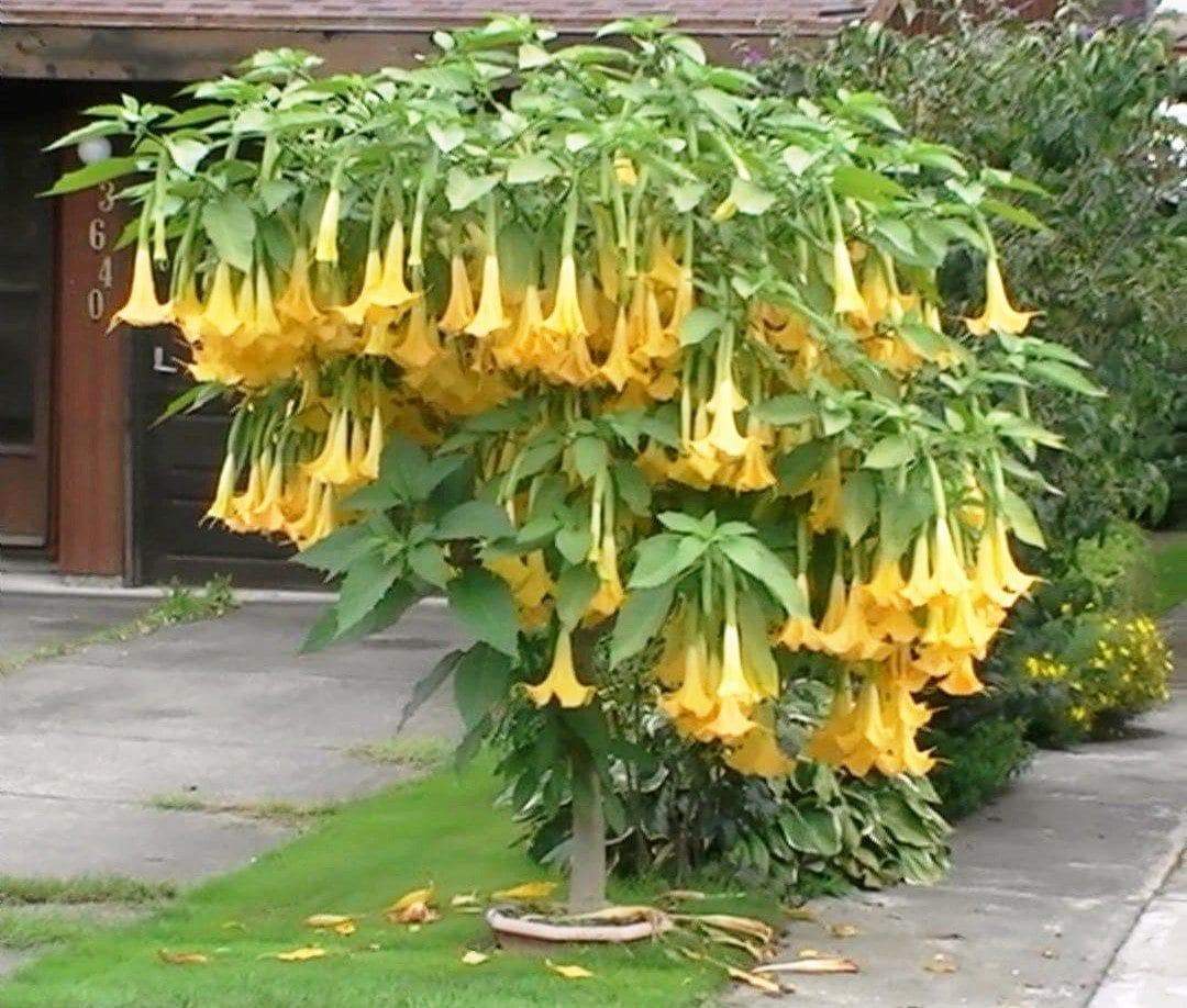 Detail Angel Trumpet Flowers Photos Nomer 6