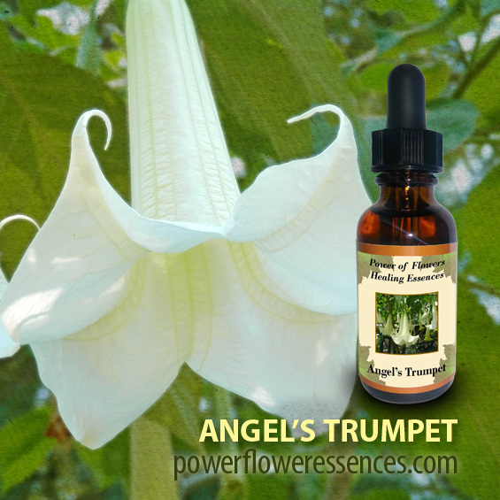 Detail Angel Trumpet Flowers Photos Nomer 49