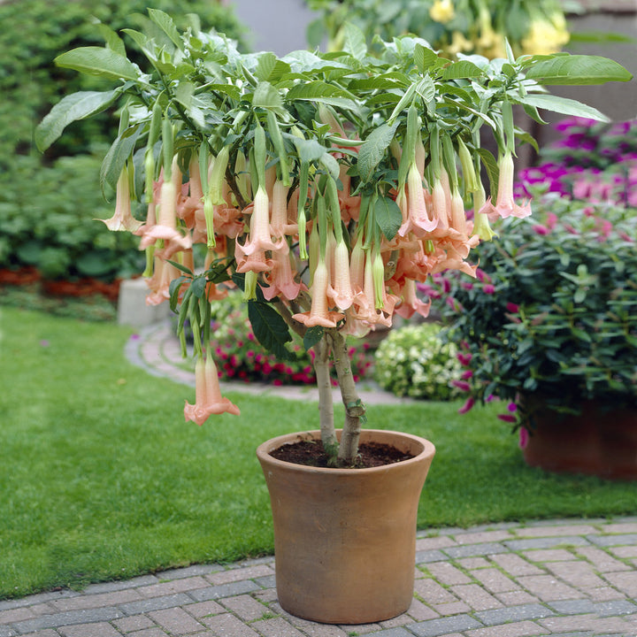 Angel Trumpet Tree Pictures - KibrisPDR