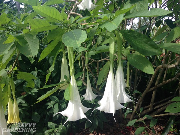 Detail Angel Trumpet Tree Pictures Nomer 11