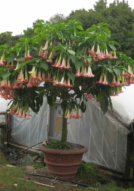 Detail Angel Trumpet Tree Pictures Nomer 14