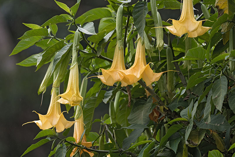 Detail Angel Trumpet Tree Pictures Nomer 25
