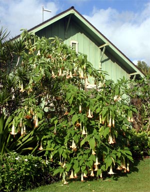 Detail Angel Trumpet Tree Pictures Nomer 41