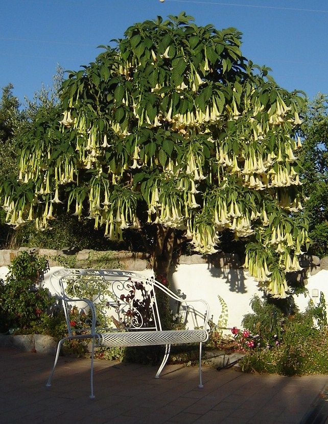 Detail Angel Trumpet Tree Pictures Nomer 49