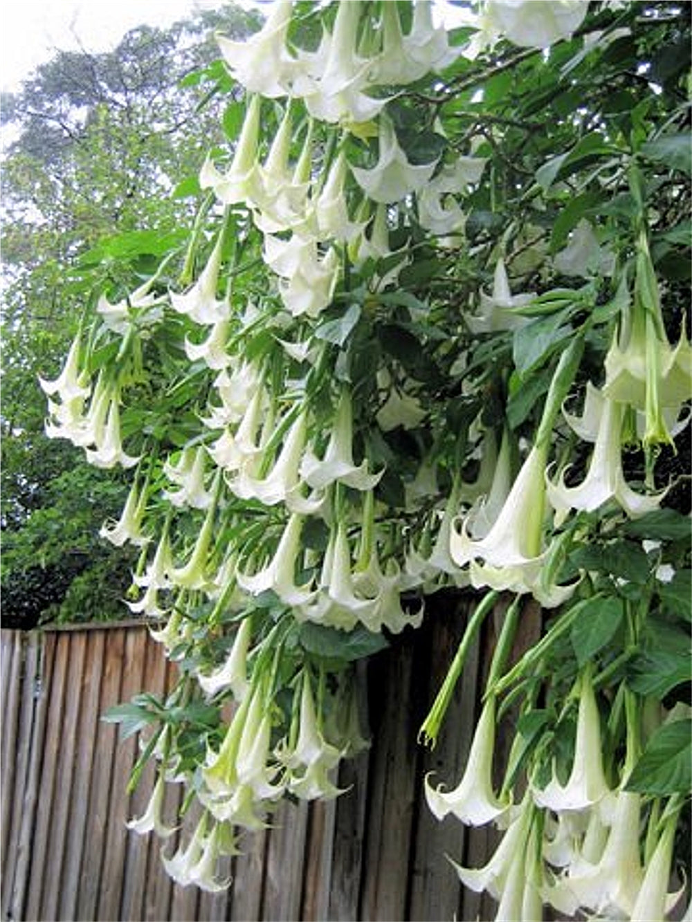 Detail Angel Trumpet Tree Pictures Nomer 56