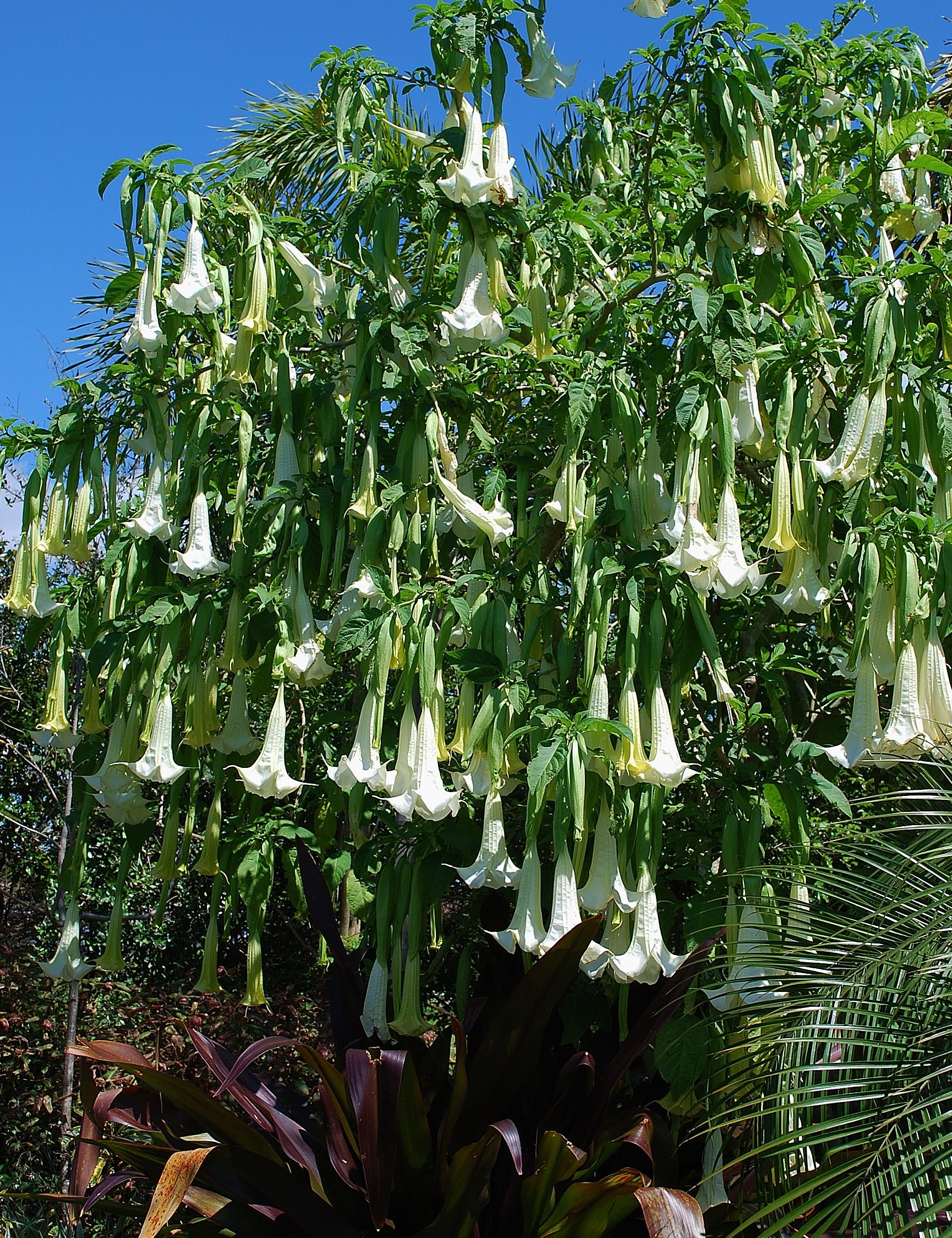 Detail Angel Trumpet Tree Pictures Nomer 8