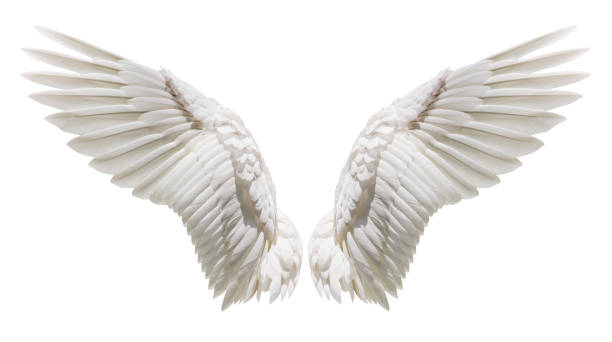 Detail Angel Wing Image Nomer 5