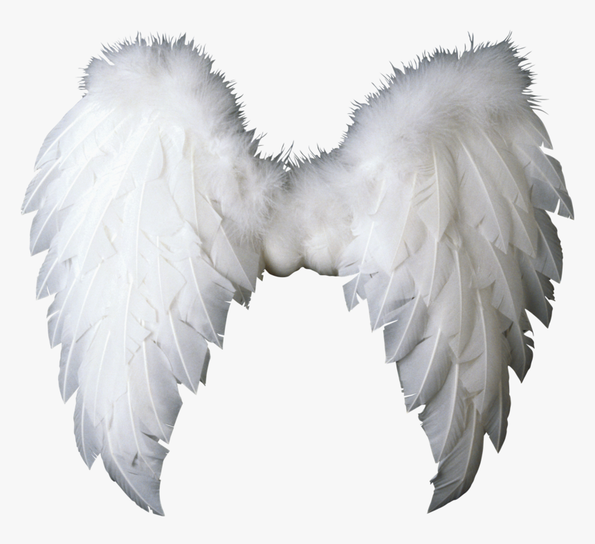 Detail Angel Wing Png Nomer 31