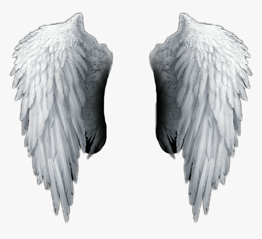 Detail Angel Wing Transparent Nomer 3