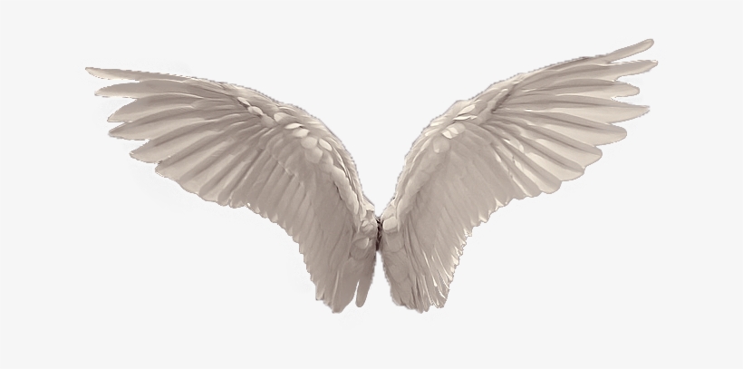 Detail Angel Wing Transparent Nomer 32