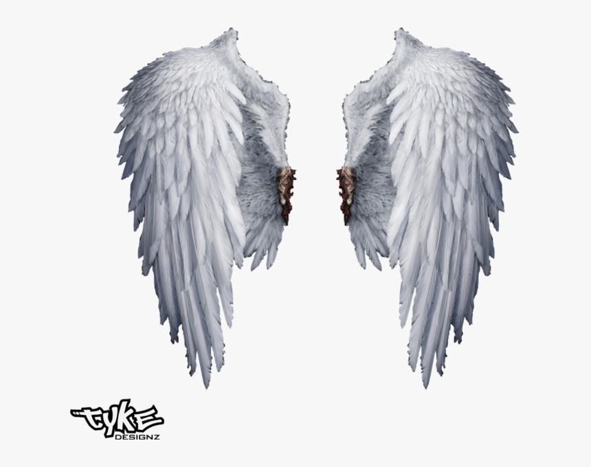 Detail Angel Wing Transparent Nomer 40