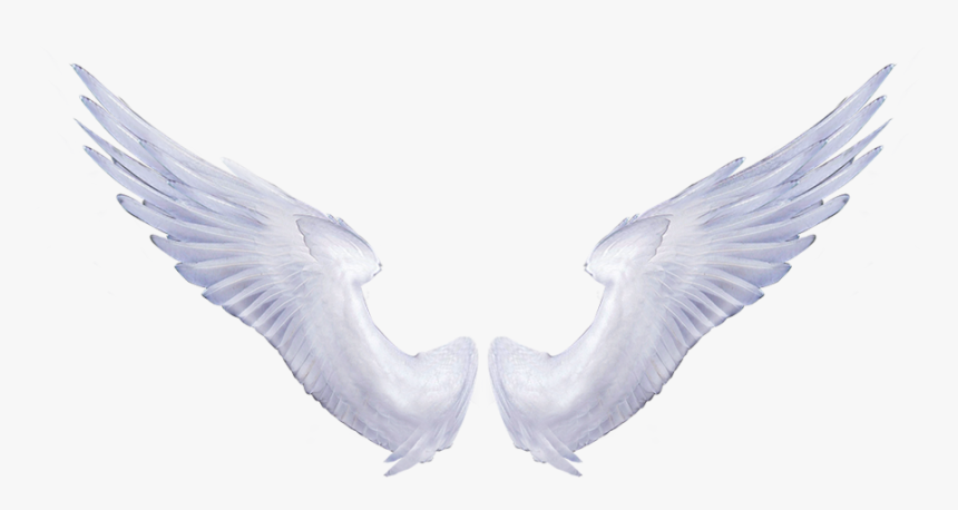 Detail Angel Wing Transparent Background Nomer 11