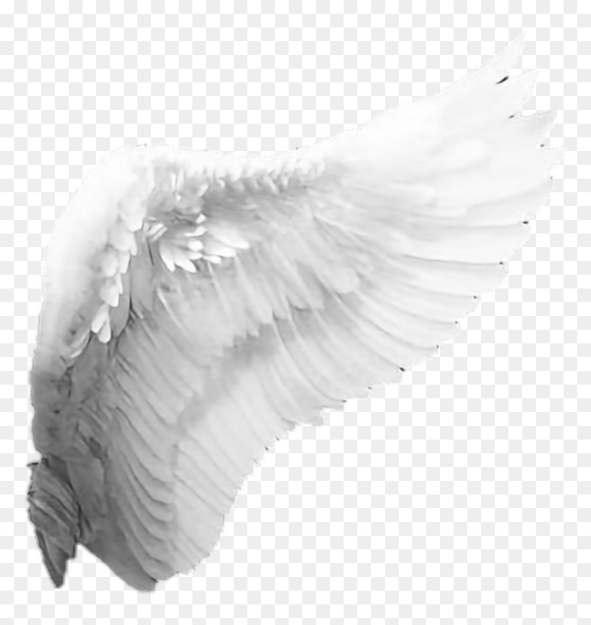 Download Angel Wing Transparent Background Nomer 28