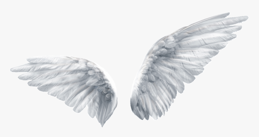 Detail Angel Wing Transparent Background Nomer 3