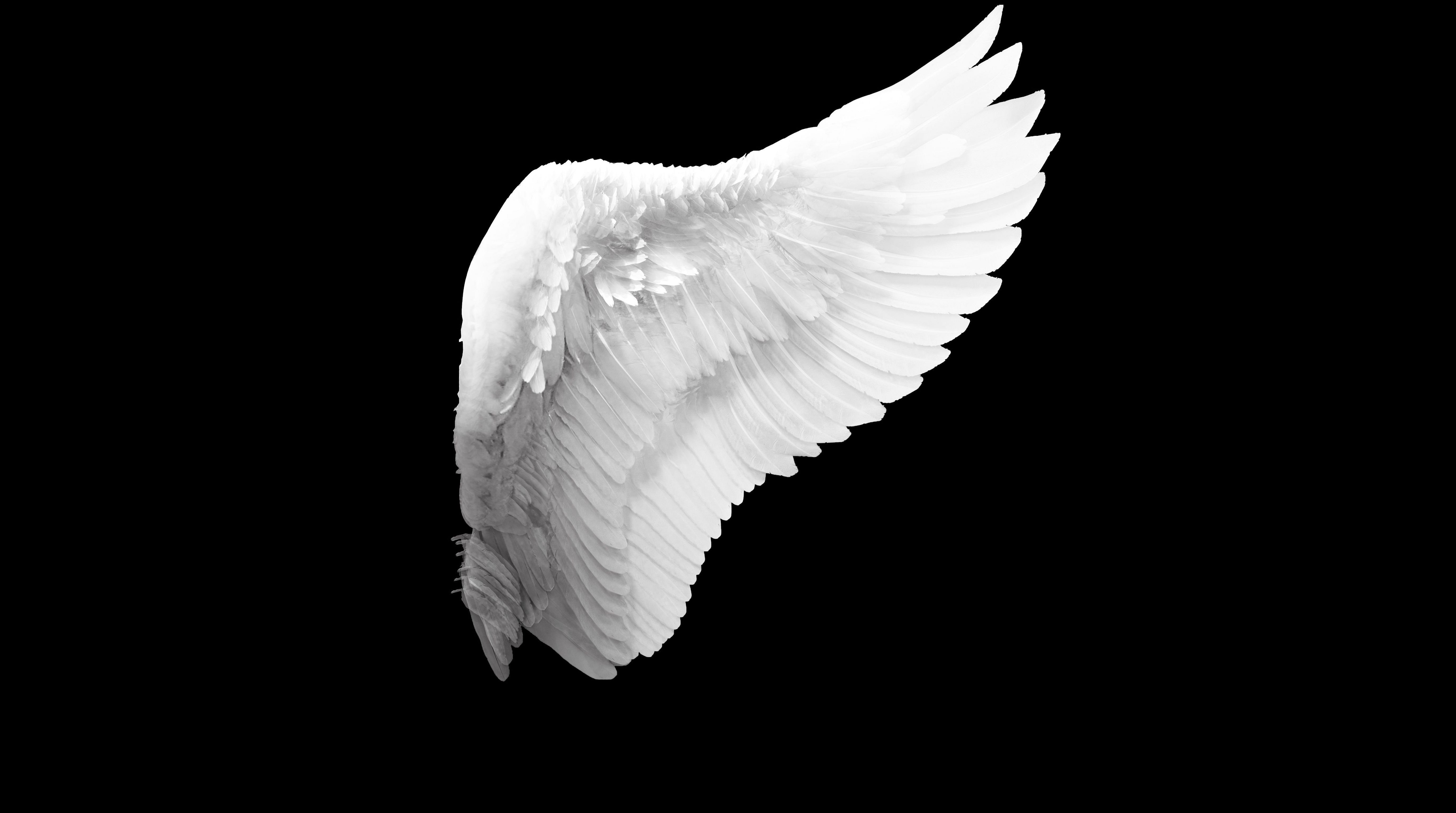 Detail Angel Wings Black Background Nomer 28