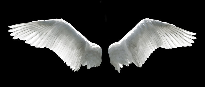 Detail Angel Wings For Photoshop Nomer 7
