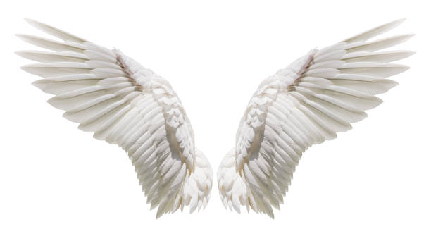 Angel Wings Free Images - KibrisPDR