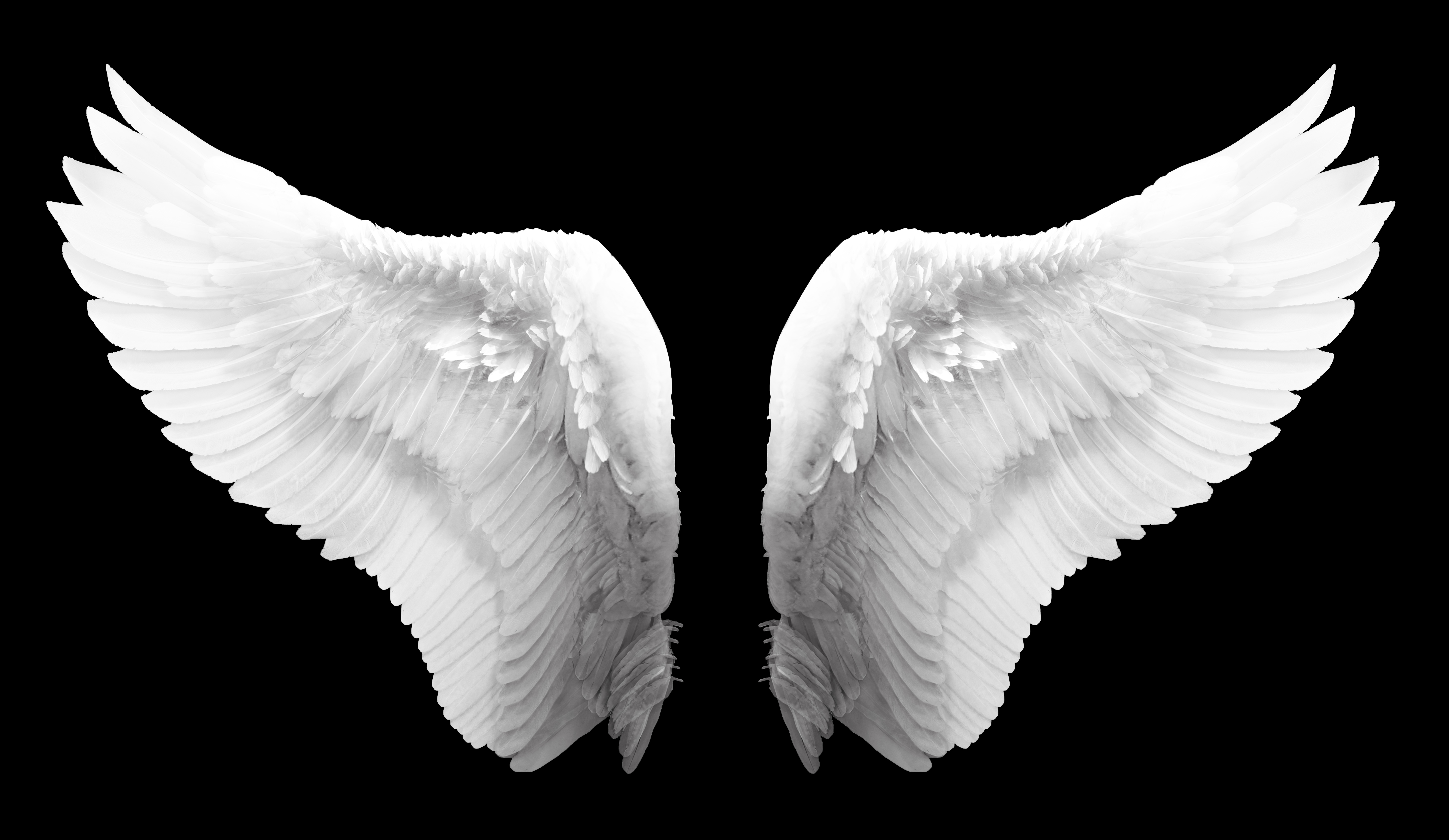 Detail Angel Wings Free Images Nomer 4