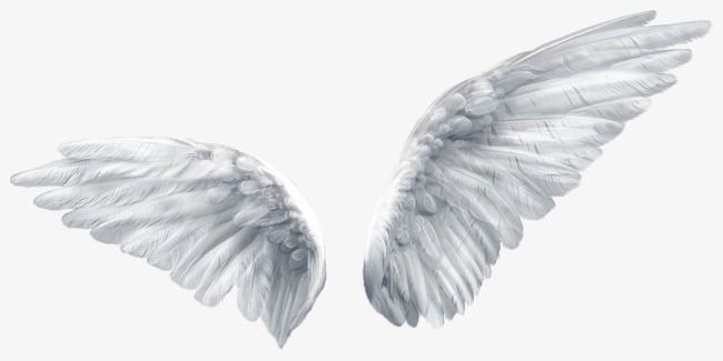 Detail Angel Wings Png Clipart Nomer 24