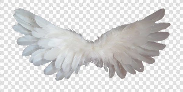 Detail Angel Wings Png Clipart Nomer 32