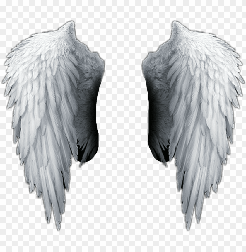 Detail Angel Wings Png Transparent Nomer 6