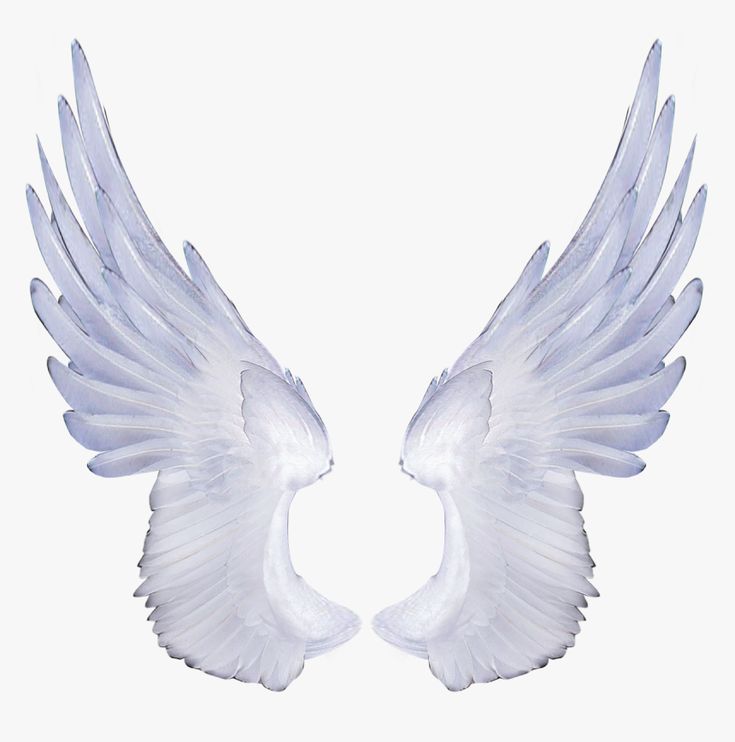 Detail Angel Wings Png Transparent Nomer 7