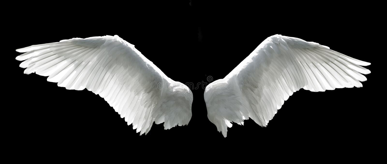 Detail Angel Wings Stock Photo Nomer 2