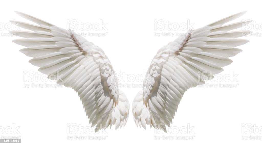 Detail Angel Wings Stock Photo Nomer 3
