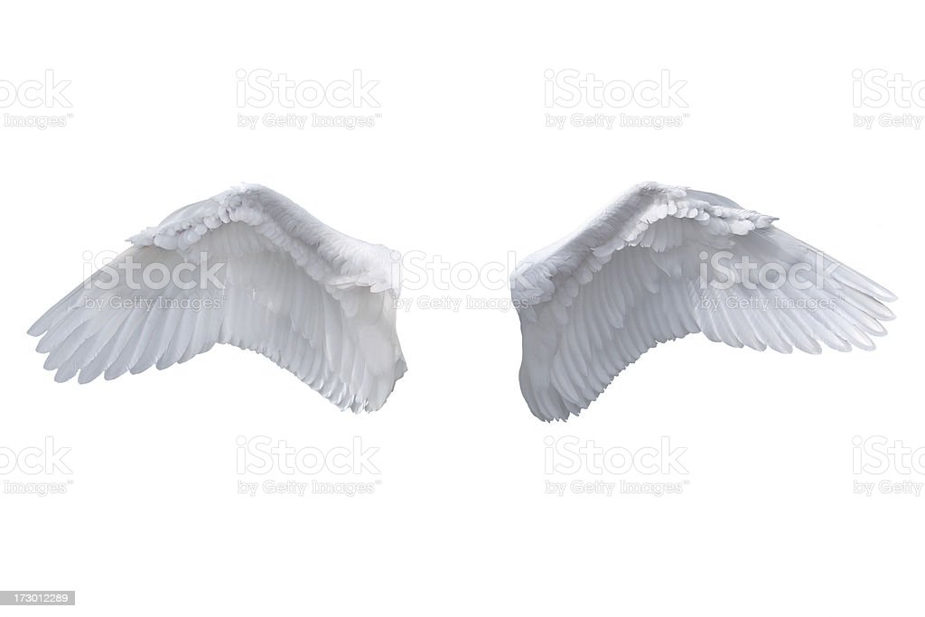 Detail Angel Wings Stock Photo Nomer 21