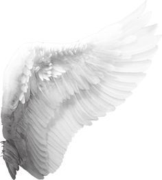 Detail Angel Wings Stock Photo Nomer 34